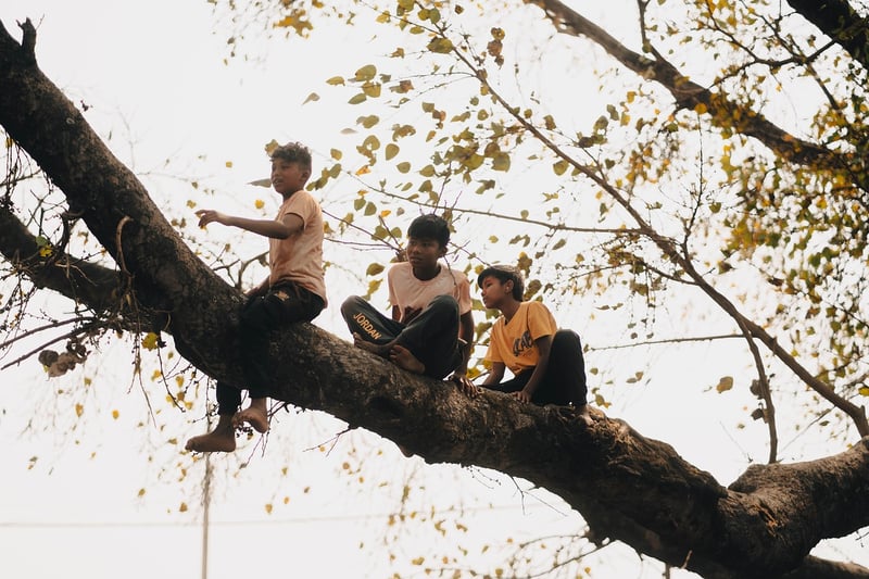 Treehouse Havens